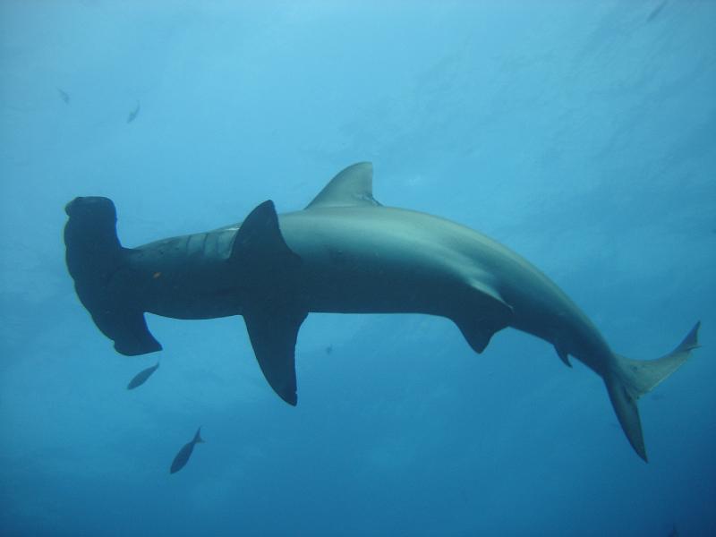 requin marteau.jpg -   >  Voir la fiche   